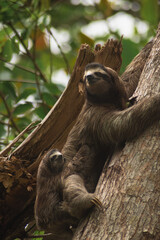 Fototapeta premium Sloth carrying her baby in Costa Rica