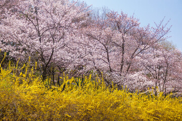 대구시 두류공원에 만개한 벚꽃