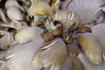 Oyster mushroom