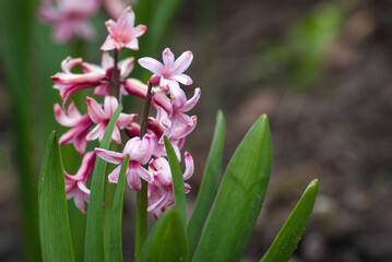 hyacinth flowers pink flowerbed spring