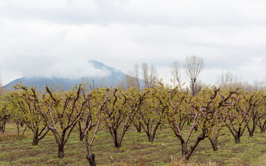 Peach orchard in bloom in spring time