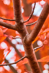 Fall season detail of tree branch with orange leaves