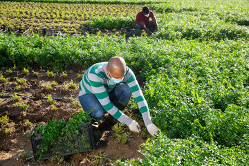 Adult hispanic man wearing medical facial mask working on farm field in summer time, harvesting parsley. Concept of health protection during coronavirus pandemic