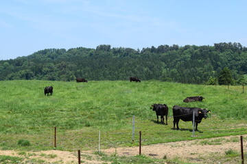 月山高原牧場 ／ 山形県鶴岡市羽黒町にある月山高原牧場は、約100haの緑のジュウタンが広がり、雄大な高原の中で牛や羊を眺められます。高原からの眺めは最高で、ひそかな観光ポイントになっています。
