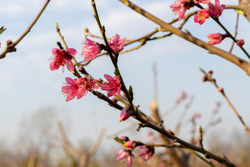 Peach tree branch with flowering in spring
