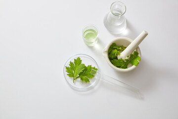Mugwort research decorated in petri dish with mortal and pestle in white laboratory background for experiment advertising 