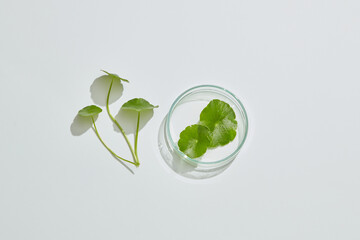 Gotu kula decorated in petri dish and transparent podium with blank space in laboratory background...