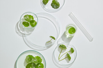 Gotu kula decorated in petri dish and transparent podium with blank space in laboratory background...