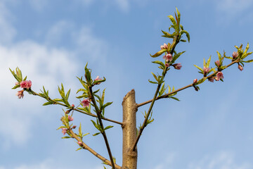 Closeup view of a peach fruit flowers