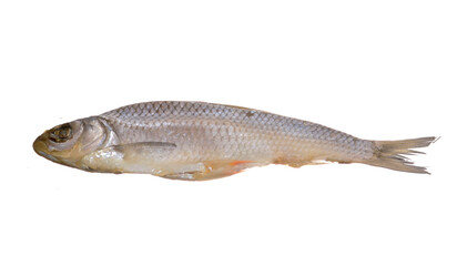 dry fish isolated on white background
