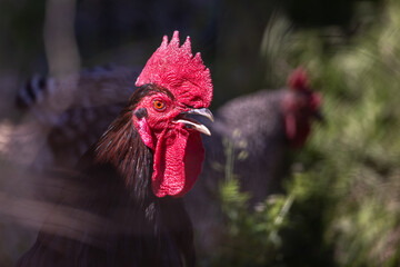 Angry rooster with open beak, looking at camera, side view. Angry bird portrait, close up.
