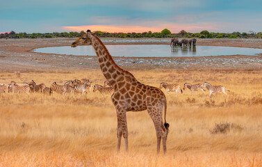 Amazing Zebras running across the African savannah - Amazing african elephants at sunset - African elephants standing near lake in Etosha National Park, Namibia