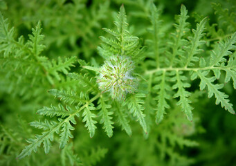 Fototapeta premium Phacelia tanacetifolia scorpionweed