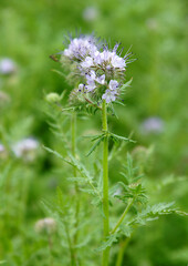 Phacelia tanacetifolia scorpionweed