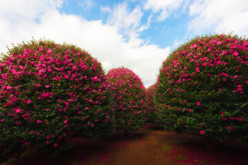 Fototapety na wymiar - Fototapeta24.pl