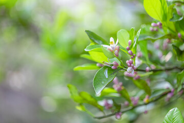 Flowers with leaves and buds Blossoming on orange trees