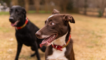 black and white dog