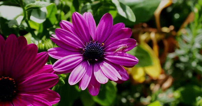 Purple African daisy flower with small insect on peddle
