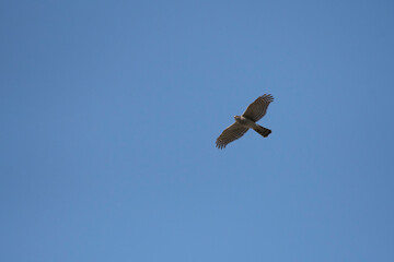 Northern goshawk flying in Okinawa in winter
