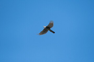 Northern goshawk flying in Okinawa in winter