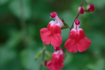 Fototapeta premium 野花 赤いチェリーセージ