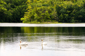 tranquil lake pond swans pair beautiful birds calm nature reflections mirror lakeside