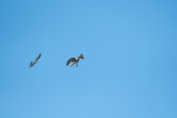 Japanese lesser sparrow hawk is chasing northern goshawk