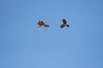 Japanese lesser sparrow hawk is chasing northern goshawk