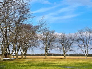 trees in spring