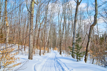 Landscape of snow-covered walking path in the forest