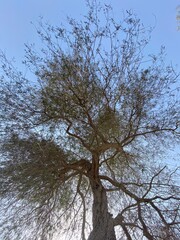 tree and sky