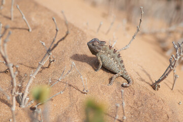 Built to survive this climate. Closeup shot of a chameleon on a sand dune in the desert.