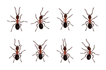 Brown ant insects black silhouettes vector illustration isolated on white background. Ant colony fauna black silhouettes symbol species collection.