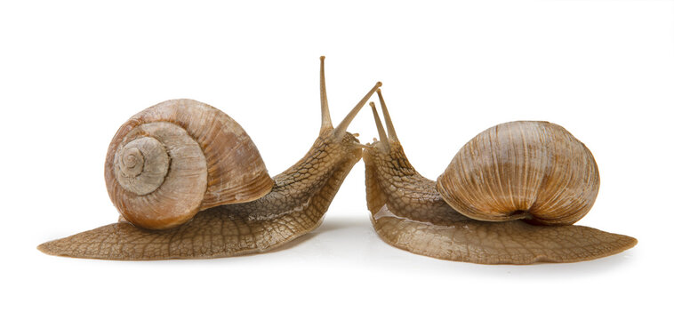two brown snails isolated on white background.