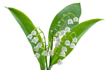 Lily of the valley isolated on white background. - obrazy, fototapety, plakaty
