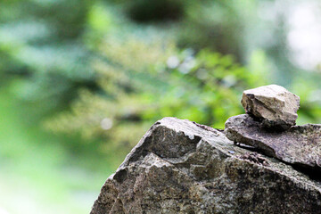 lizard on the rock