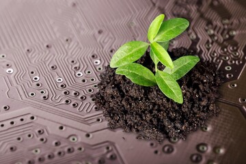 Nature with Digital Convergence and Technological Convergence Concept. Growing tree on the computer...