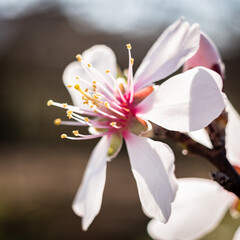 Blooming pear tree close up in springtime in the countryside