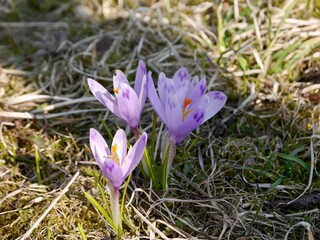 spring Crocus heufelianus flowers