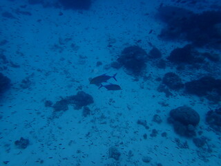 東ティモール　ジャコ島の海
