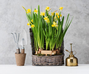 Gardening tools and blooming spring flowers in a basket. horticulture concept