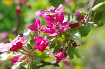 Flowering branch of a pink apple tree on a natural background