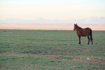 horse in the field