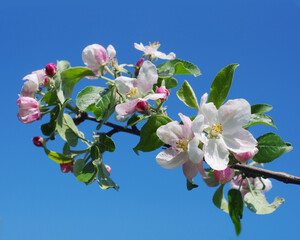 Blossoming branch of an apple tree against the background of the sky and foliage.