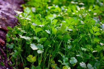 Fototapeta na wymiar Close up fresh growing green coriander (cilantro) leaves in vegetable plot
