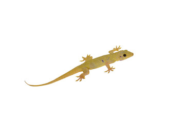 House lizard isolated white background with clipping path