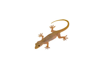 Naklejka premium House lizard isolated white background with clipping path