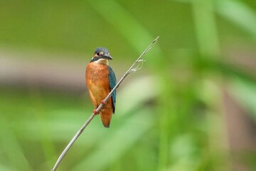 葦の茎にとまってのんびりくつろぐカワセミ成鳥メス