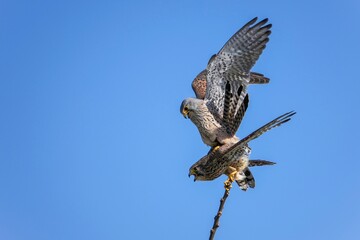 青空バックに枝にとまって交尾するチョウゲンボウのカップル