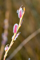 Pink pussy willow on Salix gracilistyla mount aso.